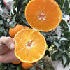 春见耙耙柑，细嫩多汁，酸甜适口，果肉化渣！ 商品缩略图5