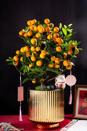 25年 年宵花 组合植物--金桔