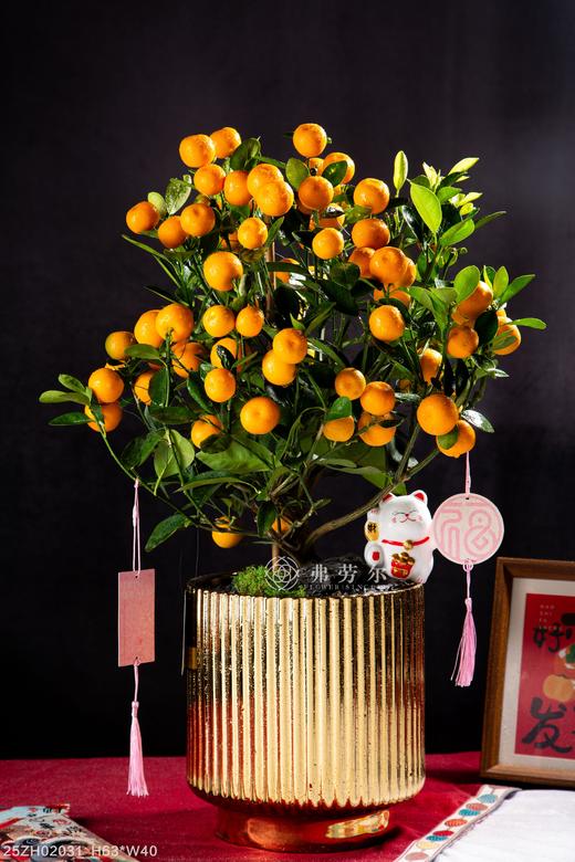 25年 年宵花 组合植物--金桔 商品图0