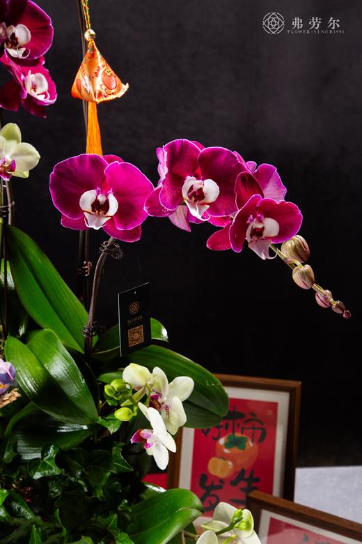 笑口常开 商品图1