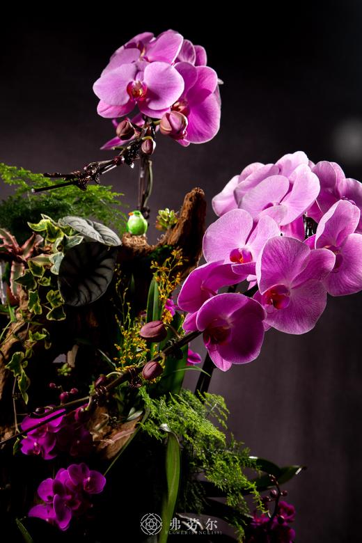 瑞蛇传喜讯 商品图3