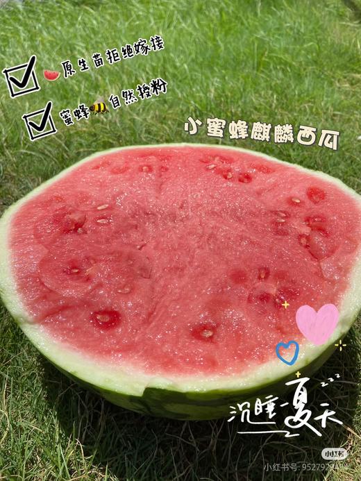 蜜蜂麒麟西瓜一箱(4粒） 商品图4