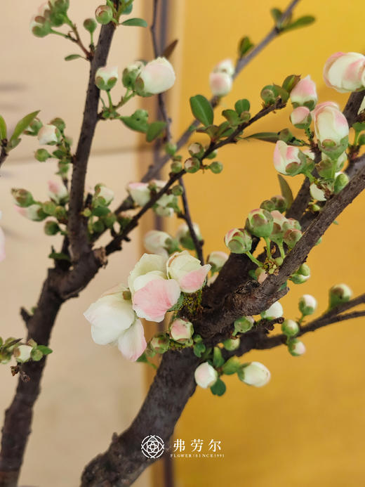 彩玉海棠 商品图2