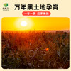 [屁侠推荐]农科玉 东北五常黑糯玉米 满满花青素 230g/根 8根装 商品缩略图5