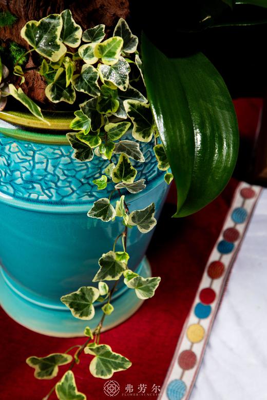 福蛇迎春 商品图5