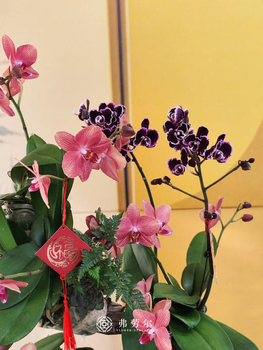 JT金蛇呈祥 商品图3