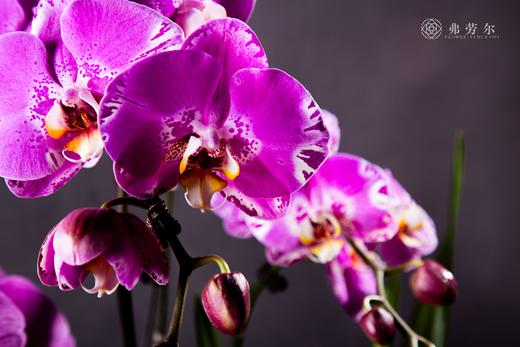 金蛇喜迎春 商品图4