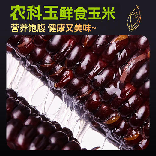 [屁侠推荐]农科玉 东北五常黑糯玉米 满满花青素 230g/根 8根装 商品图4