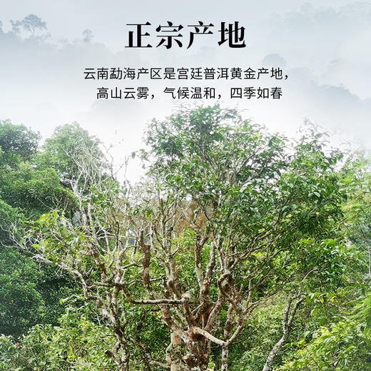 90年代 云南七子饼茶 30多年普洱生茶 汤稠丝滑 甘甜生津（357克/饼） 商品图1