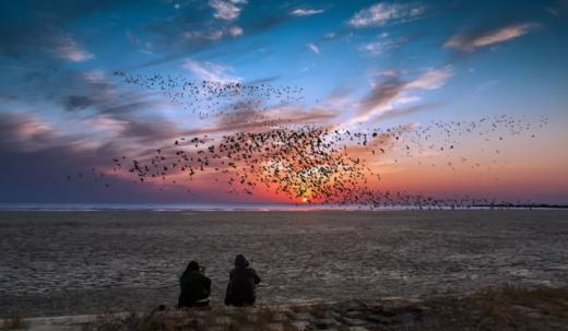 拍鸟专线丨丹东鸭绿江口&营口鸟浪、石城岛屿黑面琵鹭6日摄影团 商品图3