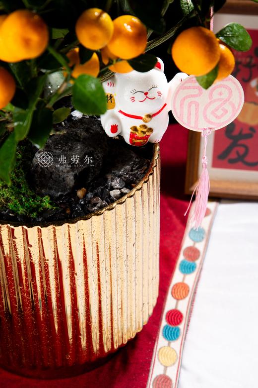 25年 年宵花 组合植物--金桔 商品图2