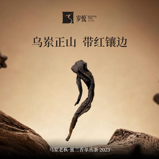 【自营】乌岽老枞·蜜兰香单枞茶2023 SY 商品图3