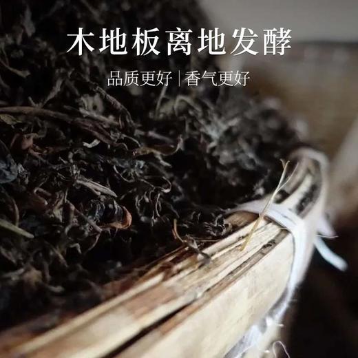 茶鲜森冰岛甜润3克龙珠 古树熟茶 拍3发4送焖泡杯【森之味】 商品图4