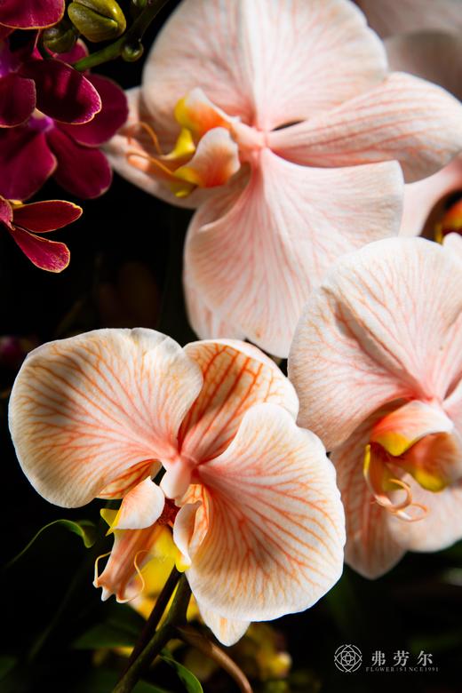 银蛇乐报春 商品图5