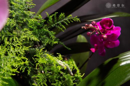 瑞蛇传喜讯 商品图10