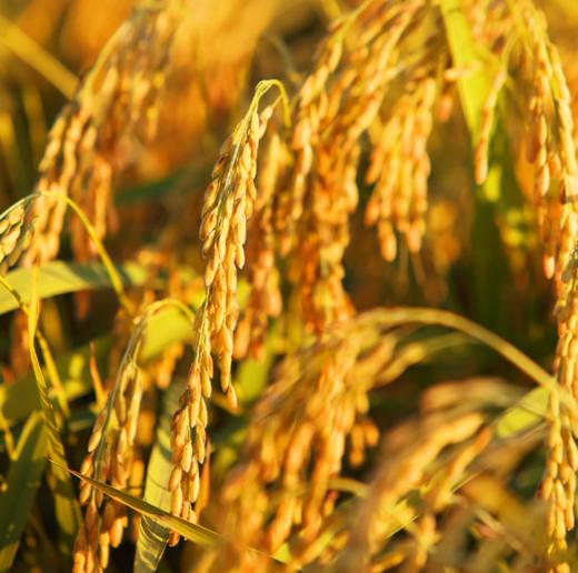 五常稻花香大米， 米中贵族，连白米饭都是人间美味 商品图9