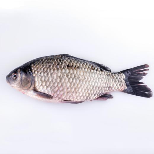 南都湖有机鲫鱼 (去鳞、内脏）500g/袋（2-3条)*5 商品图0