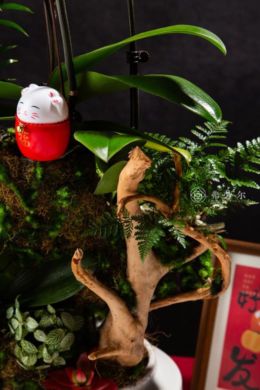 四季平安 商品图2