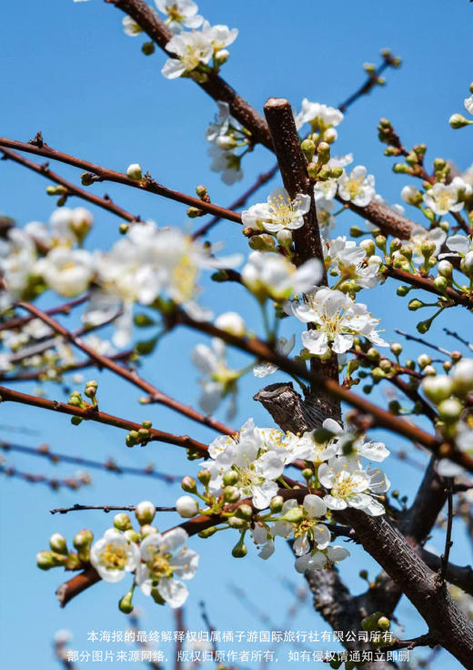 【春日桃李樱·醉美三花节】从化品质纯玩2天 商品图1