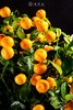 25年 年宵花 组合植物--金桔 商品缩略图3