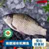 南都湖有机鲫鱼 (去鳞、内脏）500g/袋（2-3条)*5 商品缩略图1
