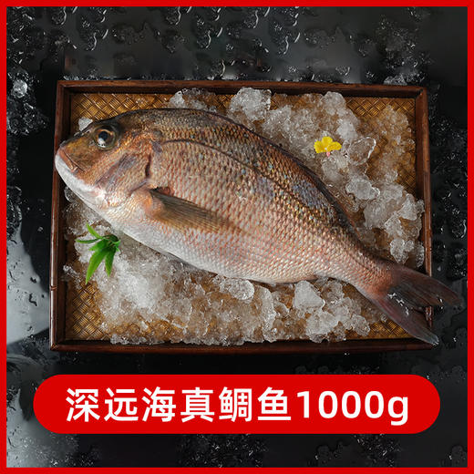 【送鲜冻黑真鲷（刺身级】海底食界女王与鲜生 帝王蟹鲜活熟冻海鲜大螃蟹帝皇蟹蟹腿肉礼盒送礼水产海鲜1400-1600g/个 商品图1