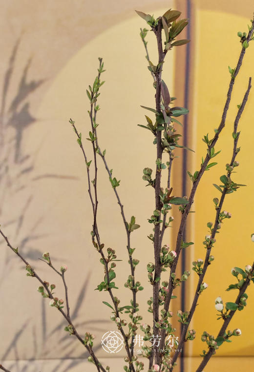 百花盛开 商品图2