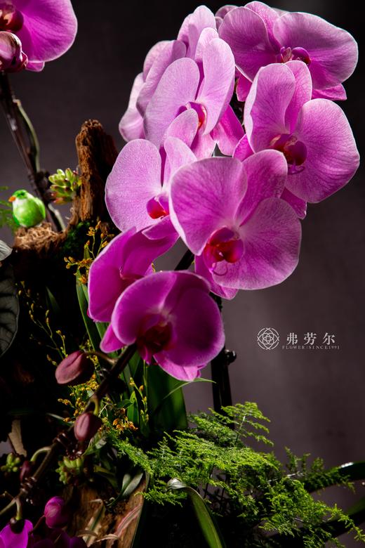 瑞蛇传喜讯 商品图8