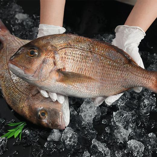 【环球甄选礼盒】海底食界女王与鲜生 九种海鲜礼盒大礼包年帝王蟹 商品图4