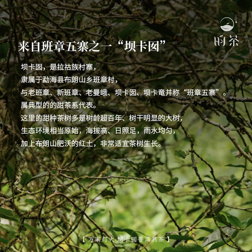 【昀茶·普洱系列】万家灯火·坝卡囡普洱茶熟茶（2021年制）滋味醇甜 · 生津迅速 · 霸气与柔甜并存 · 回甘明显（120g/收藏罐装） 商品图4