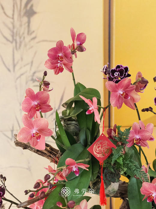 JT金蛇呈祥 商品图1