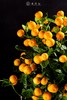 25年 年宵花 组合植物--金桔 商品缩略图1