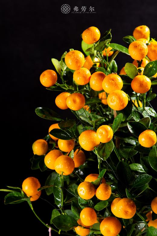 25年 年宵花 组合植物--金桔 商品图1