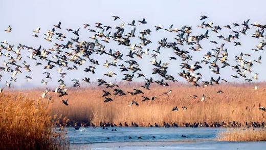 东营鸟浪、黄河口潮汐树&湿地生态5天摄影团 商品图2