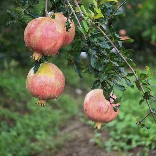 【云南皇冠软籽石榴】大口吃不吐籽 皮薄易剥 果粒饱满 粒粒爆汁 酸甜爽口 2种规格可选 商品图10