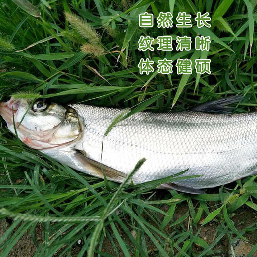 南都湖有机翘白 (去鳞、鳞、内脏）500g/袋 商品图2