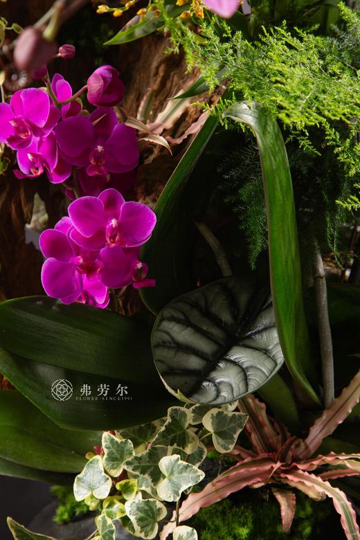 瑞蛇传喜讯 商品图7