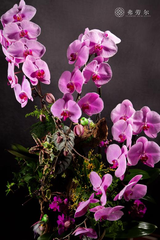 瑞蛇传喜讯 商品图5