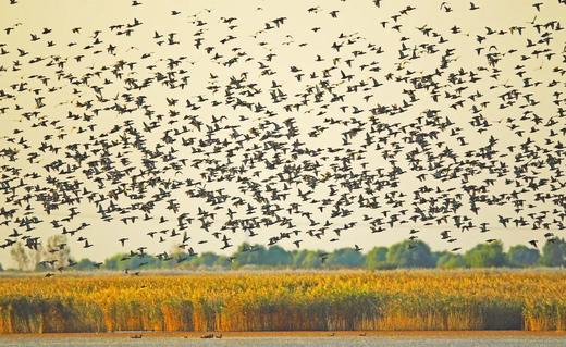 东营鸟浪、黄河口潮汐树&湿地生态5天摄影团 商品图4