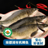 南都湖有机鲫鱼 (去鳞、内脏）500g/袋（2-3条)*5 商品缩略图2