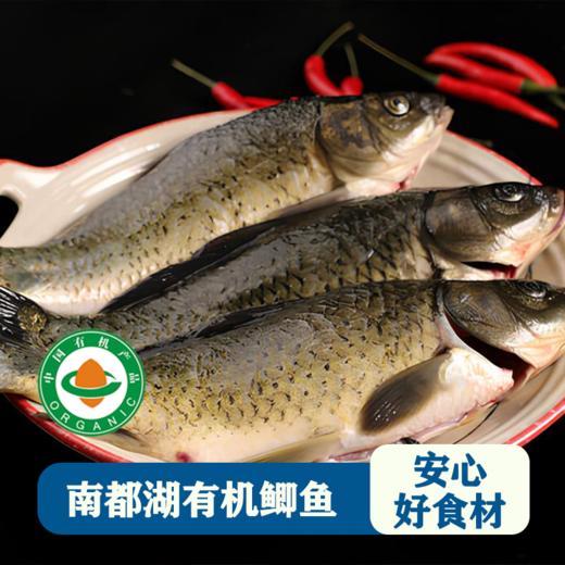 南都湖有机鲫鱼 (去鳞、内脏）500g/袋（2-3条)*5 商品图2