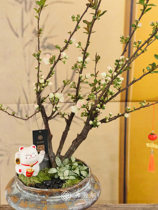 彩玉海棠 商品图1