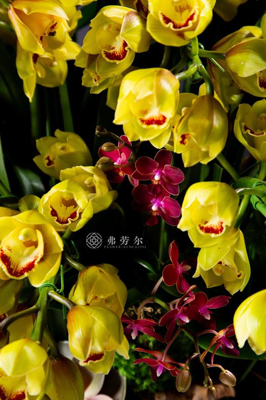 金蛇喜迎春 商品图1