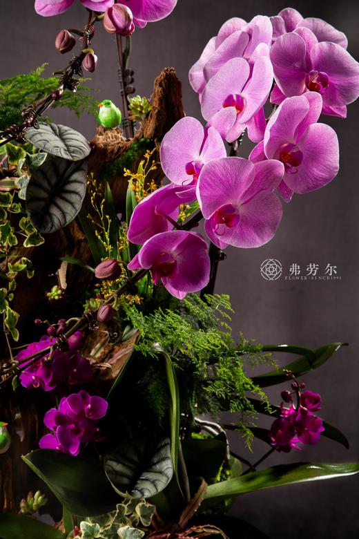 瑞蛇传喜讯 商品图1