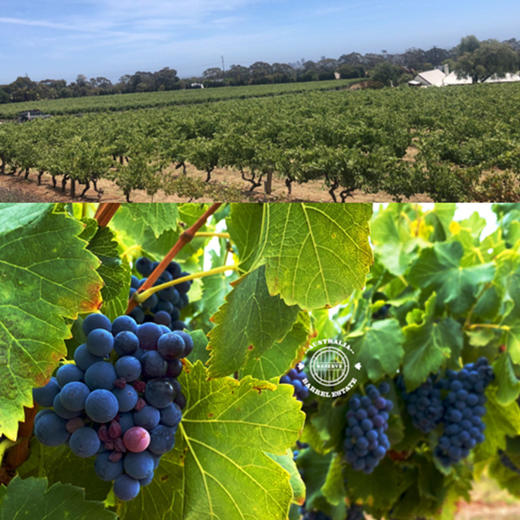 宝珞庄园·南澳西拉赤霞珠红葡萄酒750ML黑瓶 商品图3