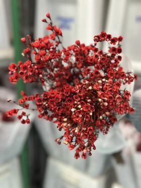 【方友推荐】年宵花闭眼入-红色腊梅