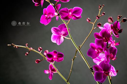 爆竹欣祝福 商品图3