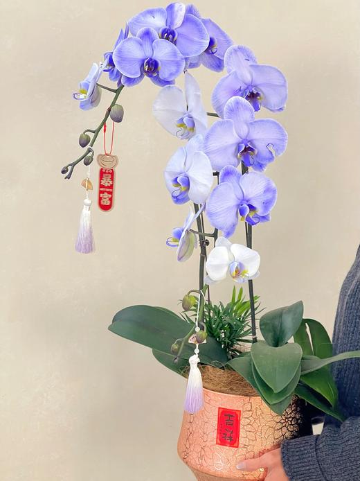 马卡龙双支蝴蝶兰 商品图1