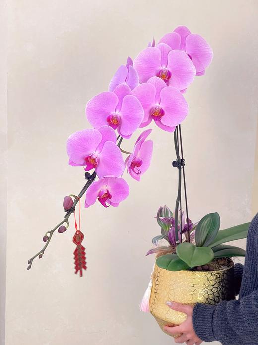 龙马精神——龙兰粉冠军 商品图2