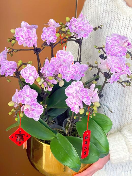 事事顺心——粉樱花蝴蝶兰10株 商品图2